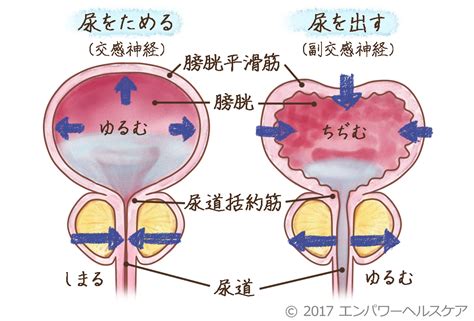 オナニー 頻尿|頻尿の原因とオナニーの関係 